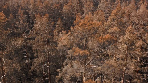 Aerial drone view over Forest fire aftermath Stock Footage 109465663