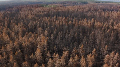Aerial drone view over Forest fire aftermath Stock Footage 109465847