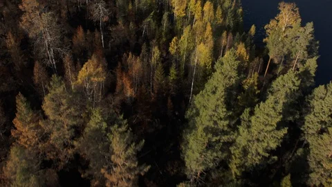 Aerial drone view over Forest fire aftermath Stock Footage 109466339
