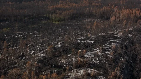 Aerial drone view over Forest fire aftermath Stock Footage 109466493