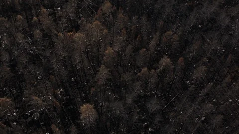 Aerial drone view over Forest fire aftermath Stock Footage 109466744