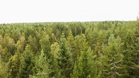 Aerial drone view over Forest Vídeo Stock 109511905