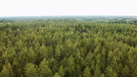 Aerial drone view over Forest Stock-Footage 109511978