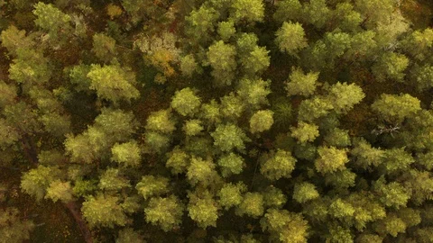 Aerial drone view over Forest Vídeo Stock 109512315