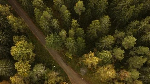 Aerial drone view over Forest gravel road Vídeo Stock 109512440