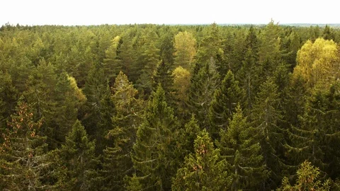 Aerial drone view over Forest Vídeo Stock 109512522