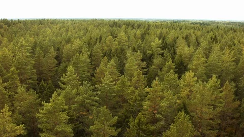 Aerial drone view over Forest Vídeos de archivo 109512707