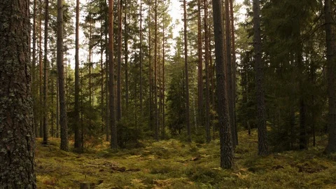 Aerial drone view over Forest Vidéo 109512799