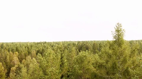 Aerial drone view over Forest 動画素材 109512895