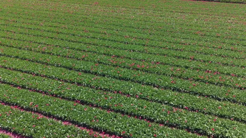 Aerial drone view over green agricultural fields featuring straight rows Stockbeeldmateriaal 336219042