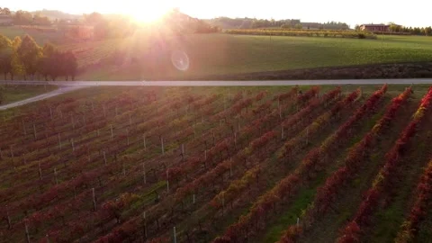 Aerial drone view over Lambrusco sparkling wine vineyards Stock Footage 220979971
