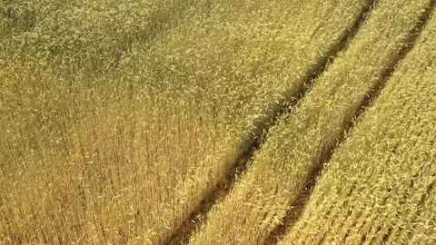Aerial drone view over a mature wheat field Stock Footage 341506604