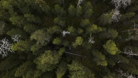 Aerial drone view over Natural forest Stock Footage 109456158