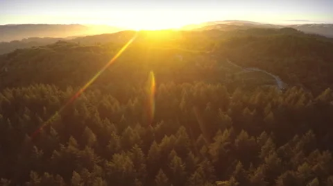 Aerial drone view over over pine forest and redwood forest in Big Basin Park Stock Footage 58652564