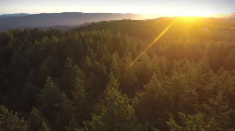 Aerial drone view over over pine forest and redwood forest in Big Basin Park Stock Footage 58652565