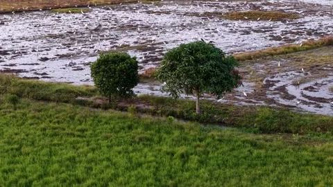 Aerial drone view over paddy field at sunset Stock Footage 329351128