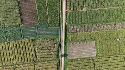 Aerial Drone View Over Patchwork Agricultural Fields Stock Footage 345503222
