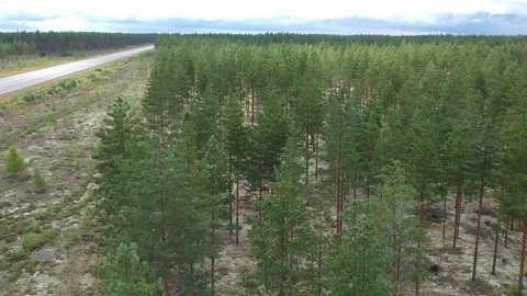 Aerial drone view over a pine forest in the Northern Europe Stock Footage 114982894