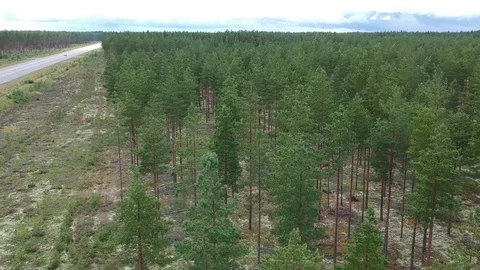 Aerial drone view over a pine forests in the Nothern Europe Stock Footage 114983006