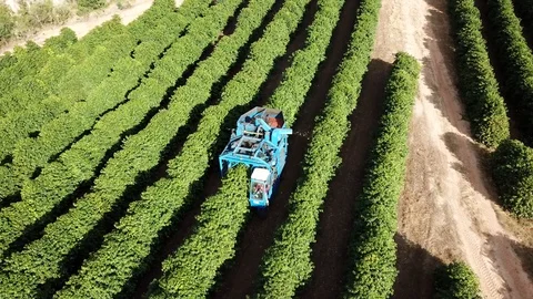 Aerial - Drone view over red coffee mechanized harvest in Minas Gerais 4k Stock Footage 123015851