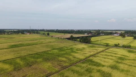 Aerial drone view over ripening paddy field and rural farms Video stock 337985162