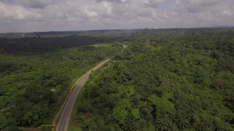 Aerial Drone View Over A Road, In The Jungle, On A Sunny Day Stock Footage 255719902