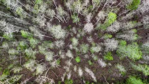 Aerial Drone View Over Sparse Deciduous Forest... Stock Footage 331820976