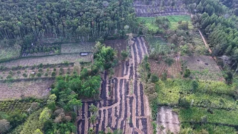 Aerial Drone View Over Sugar Cane Plantation Patterns Stock Footage 345495795