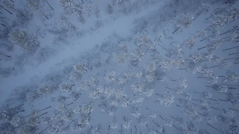 Aerial drone view over Tree Plantation in winter Vídeo Stock 109530943