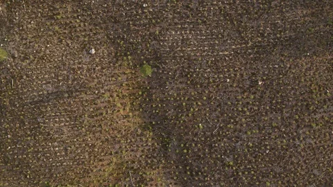 Aerial drone view over Tree plantation Stock-Footage 110037800