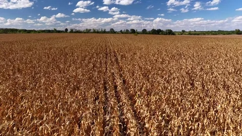 Aerial drone view over a vast golden cornfield stretching toward the horizon Stock Footage 345163021