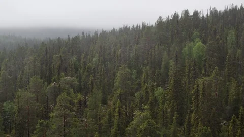 Aerial drone view over Virgin Forest 動画素材 110040949