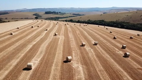 Aerial drone view over a wheat hay field close up Stock Footage 123015379