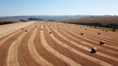 Aerial drone view over a wheat hay field Stock Footage 123015525