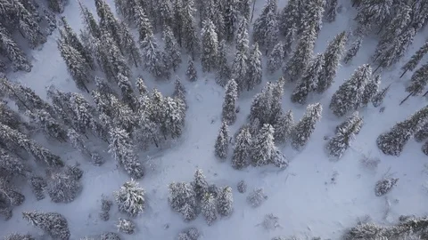 Aerial drone view over Winter forest in winter at sunset Stock-Footage 109532645
