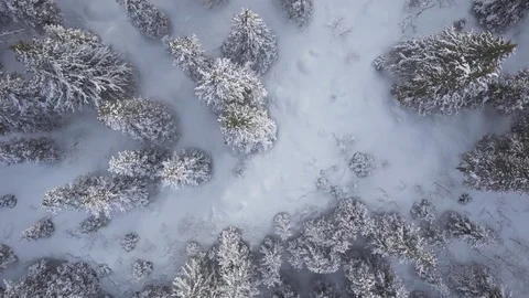 Aerial drone view over Winter forest in winter Stock-Footage 109533188