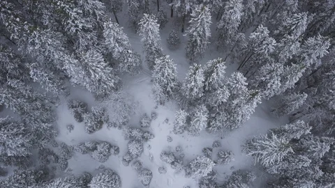 Aerial drone view over Winter forest in winter Stock Footage 109534320