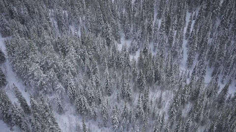 Aerial drone view over Winter forest in winter Vidéo 109534640