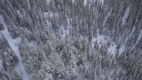 Aerial drone view over Winter forest in winter Vídeo Stock 109534866