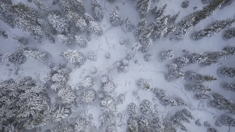Aerial drone view over Winter forest in winter Stock-Footage 109536337