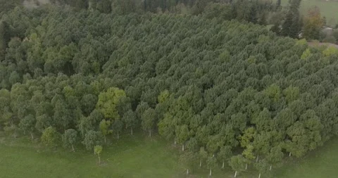 Aerial Drone View over Young Tree Plantation, Green Meadows, Bird Eye Shot Видео 340328572