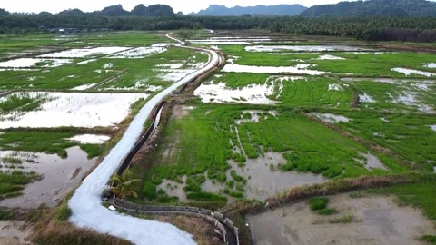 Aerial drone view of paddy field in Langkawi flying across the field Stock Footage