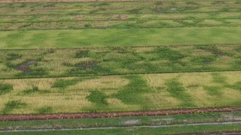 Aerial drone view of paddy field strips and irrigation channels Stock Footage 337727796