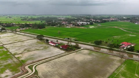 Aerial drone view of paddy fields and irrigation canal Видео 329352287