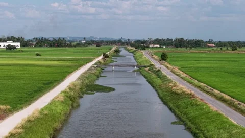 Aerial drone view of paddy fields at Penaga Видео 332593699