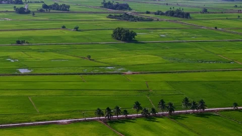 Aerial drone view of paddy fields at Penaga Stock Footage 332593713