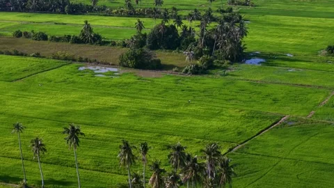 Aerial drone view of paddy fields at Penaga Stock Footage 332593780