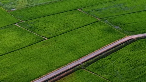 Aerial drone view of paddy fields at Penaga 库存影片 337542385