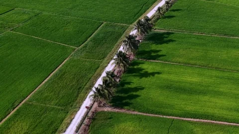 Aerial drone view of paddy fields at Penaga Stock Footage 337983449