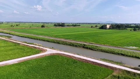 Aerial drone view of paddy fields at Penaga Stock Footage 337987692